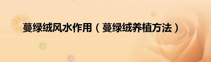 蔓綠絨風水作用（蔓綠絨養(yǎng)植方法）