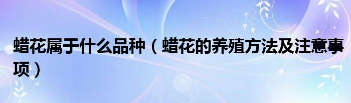 蠟花屬于什么品種（蠟花的養(yǎng)殖方法及注意事項）