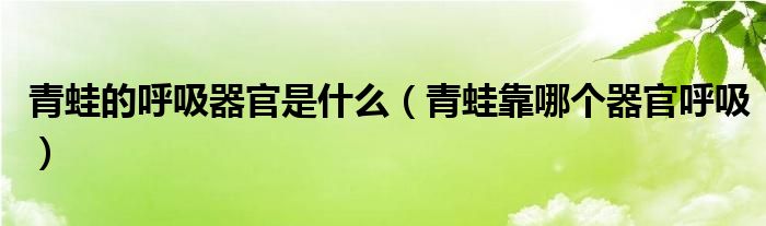 青蛙的呼吸器官是什么（青蛙靠哪個器官呼吸）