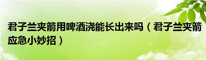 君子蘭夾箭用啤酒澆能長出來嗎（君子蘭夾箭應(yīng)急小妙招）