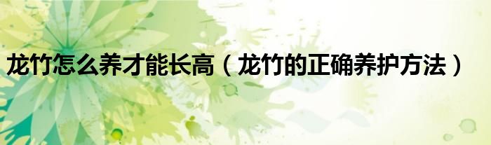 龍竹怎么養(yǎng)才能長(zhǎng)高（龍竹的正確養(yǎng)護(hù)方法）
