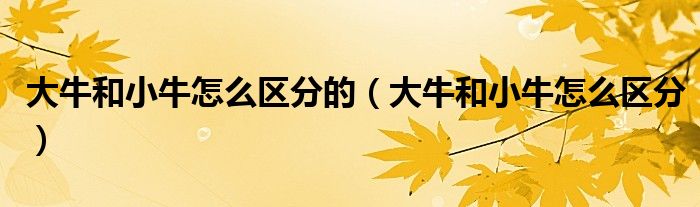 大牛和小牛怎么區(qū)分的（大牛和小牛怎么區(qū)分）
