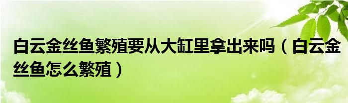 白云金絲魚繁殖要從大缸里拿出來嗎（白云金絲魚怎么繁殖）