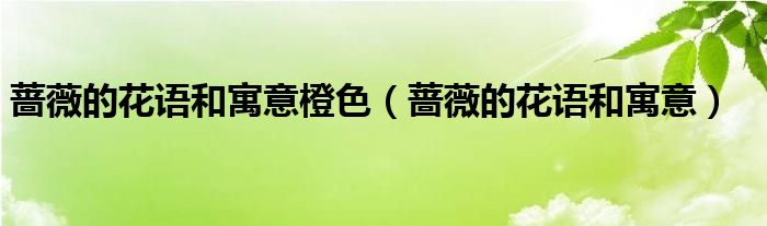 薔薇的花語和寓意橙色（薔薇的花語和寓意）