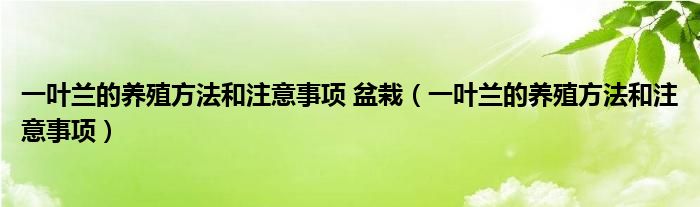 一葉蘭的養(yǎng)殖方法和注意事項 盆栽（一葉蘭的養(yǎng)殖方法和注意事項）