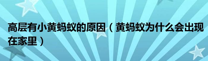 高層有小黃螞蟻的原因（黃螞蟻為什么會出現(xiàn)在家里）