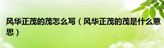 風(fēng)華正茂的茂怎么寫（風(fēng)華正茂的茂是什么意思）