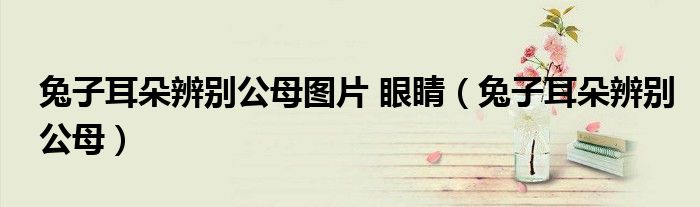 兔子耳朵辨別公母圖片 眼睛（兔子耳朵辨別公母）