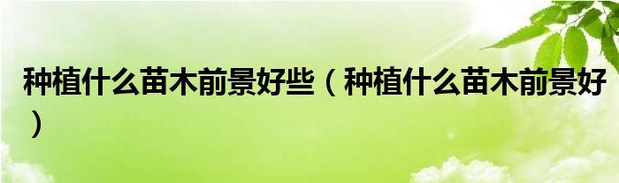 種植什么苗木前景好些（種植什么苗木前景好）