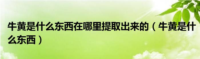 牛黃是什么東西在哪里提取出來的（牛黃是什么東西）
