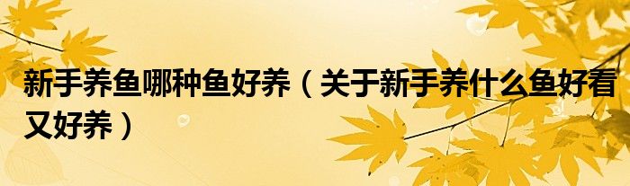 新手養(yǎng)魚哪種魚好養(yǎng)（關于新手養(yǎng)什么魚好看又好養(yǎng)）