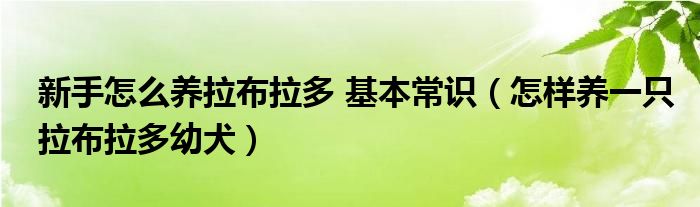 新手怎么養(yǎng)拉布拉多 基本常識（怎樣養(yǎng)一只拉布拉多幼犬）