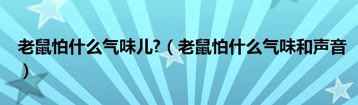 老鼠怕什么氣味兒?（老鼠怕什么氣味和聲音）