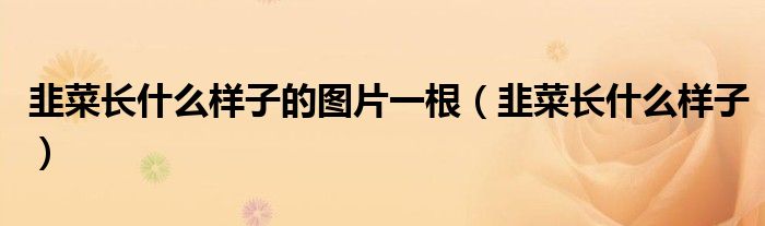 韭菜長什么樣子的圖片一根（韭菜長什么樣子）