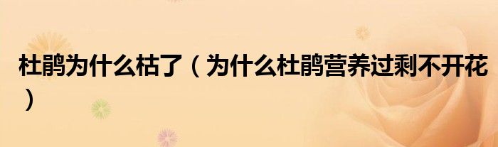 杜鵑為什么枯了（為什么杜鵑營養(yǎng)過剩不開花）
