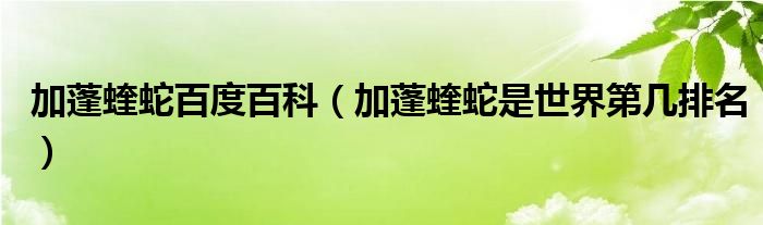 加蓬蝰蛇百度百科（加蓬蝰蛇是世界第幾排名）