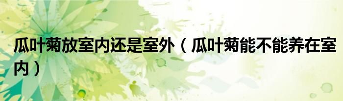 瓜葉菊放室內(nèi)還是室外（瓜葉菊能不能養(yǎng)在室內(nèi)）