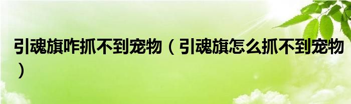 引魂旗咋抓不到寵物（引魂旗怎么抓不到寵物）
