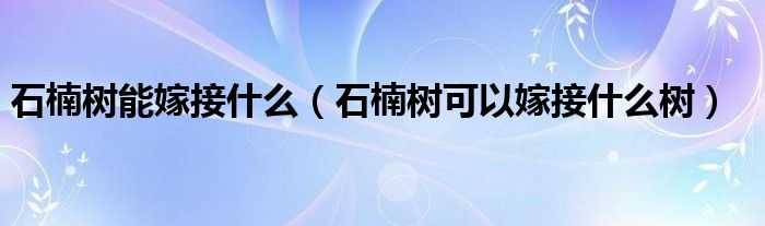 石楠樹能嫁接什么（石楠樹可以嫁接什么樹）
