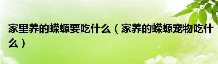家里養(yǎng)的蠑螈要吃什么（家養(yǎng)的蠑螈寵物吃什么）