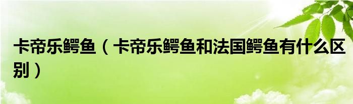 卡帝樂鱷魚（卡帝樂鱷魚和法國鱷魚有什么區(qū)別）