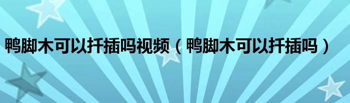 鴨腳木可以扦插嗎視頻（鴨腳木可以扦插嗎）