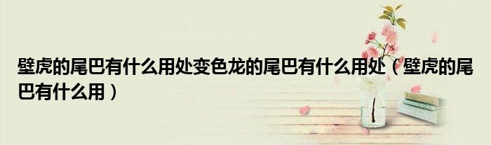 壁虎的尾巴有什么用處變色龍的尾巴有什么用處（壁虎的尾巴有什么用）