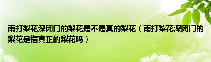 雨打梨花深閉門的梨花是不是真的梨花（雨打梨花深閉門的梨花是指真正的梨花嗎）
