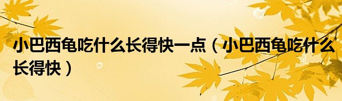 小巴西龜吃什么長(zhǎng)得快一點(diǎn)（小巴西龜吃什么長(zhǎng)得快）