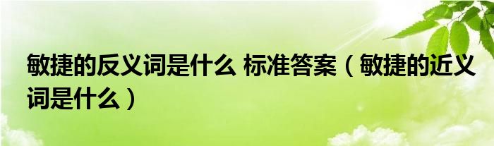 敏捷的反義詞是什么 標(biāo)準(zhǔn)答案（敏捷的近義詞是什么）