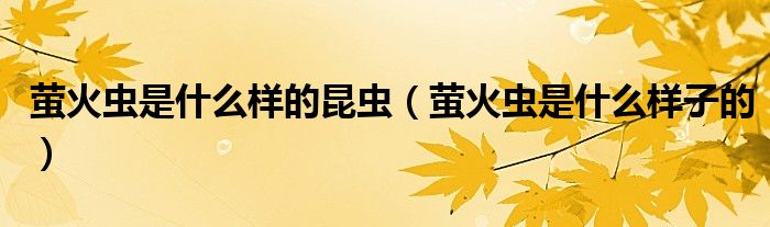 螢火蟲(chóng)是什么樣的昆蟲(chóng)（螢火蟲(chóng)是什么樣子的）