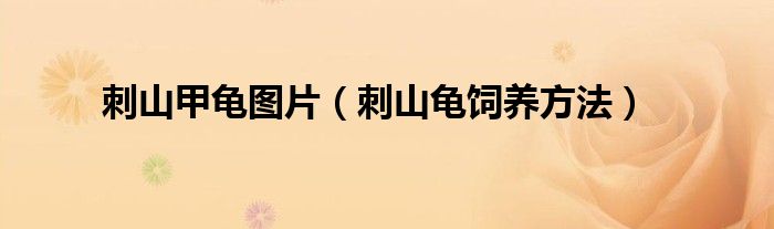 刺山甲龜圖片（刺山龜飼養(yǎng)方法）