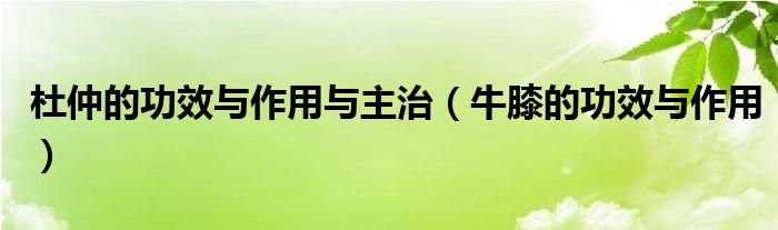 杜仲的功效與作用與主治（牛膝的功效與作用）