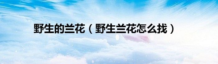野生的蘭花（野生蘭花怎么找）