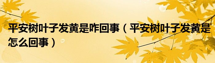 平安樹葉子發(fā)黃是咋回事（平安樹葉子發(fā)黃是怎么回事）