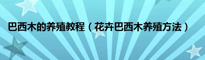 巴西木的養(yǎng)殖教程（花卉巴西木養(yǎng)殖方法）