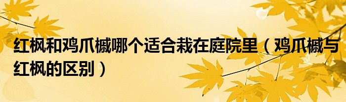 紅楓和雞爪槭哪個(gè)適合栽在庭院里（雞爪槭與紅楓的區(qū)別）
