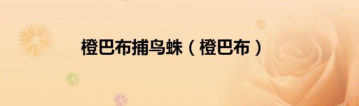 橙巴布捕鳥蛛（橙巴布）
