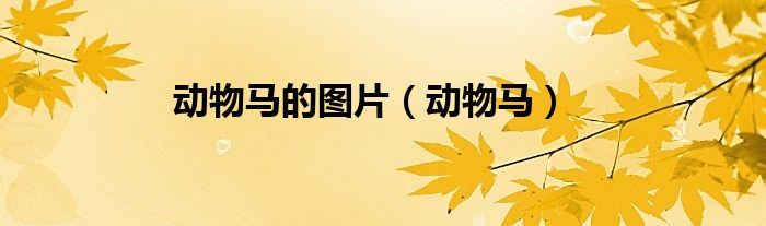 動(dòng)物馬的圖片（動(dòng)物馬）