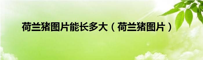 荷蘭豬圖片能長多大（荷蘭豬圖片）