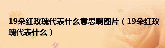 19朵紅玫瑰代表什么意思啊圖片（19朵紅玫瑰代表什么）