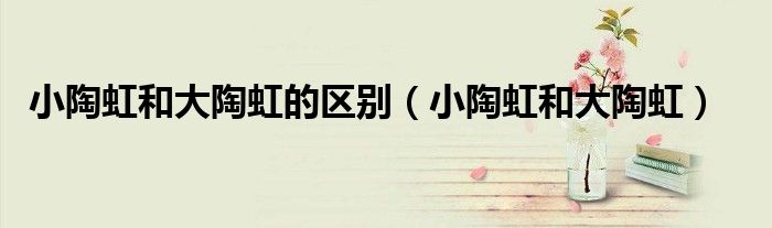 小陶虹和大陶虹的區(qū)別（小陶虹和大陶虹）
