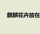 麒麟花卉放在家里哪個(gè)位置好（麒麟花）