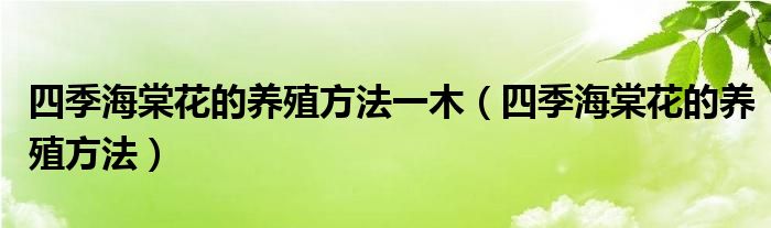 四季海棠花的養(yǎng)殖方法一木（四季海棠花的養(yǎng)殖方法）