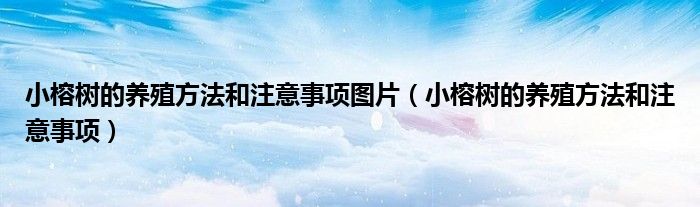 小榕樹的養(yǎng)殖方法和注意事項圖片（小榕樹的養(yǎng)殖方法和注意事項）