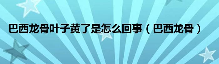 巴西龍骨葉子黃了是怎么回事（巴西龍骨）