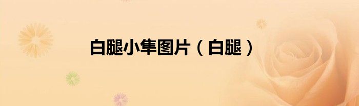 白腿小隼圖片（白腿）