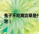 兔子不吃窩邊草是什么意思生肖（兔子不吃窩邊草是什么意思）