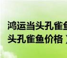 鴻運(yùn)當(dāng)頭孔雀魚下魚仔啦咋老不活哪（鴻運(yùn)當(dāng)頭孔雀魚價(jià)格）
