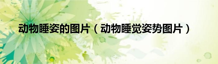 動(dòng)物睡姿的圖片（動(dòng)物睡覺(jué)姿勢(shì)圖片）